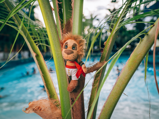 The plush lion Nelson sits in a palm tree beside the pool.